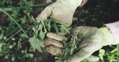 Hjemmelavede herbicider til at dræbe ukrudt og afskrække skadedyr