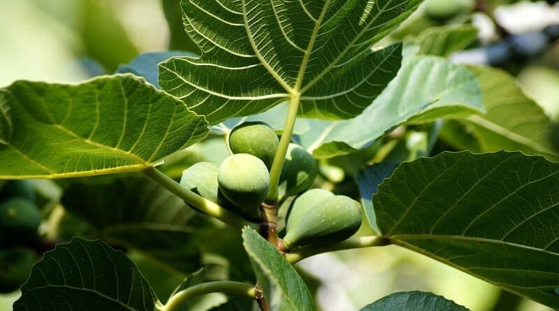 Υπέροχα οφέλη για την υγεία των φύλλων σύκου