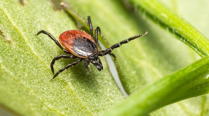 Ziekte van Lyme en natuurlijke behandelingen