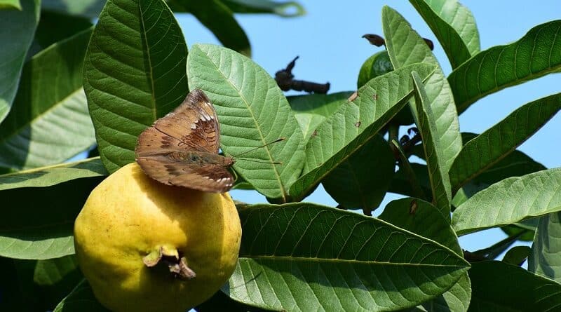 Motive pentru care ar trebui să începeți să beți ceai de frunze de guava