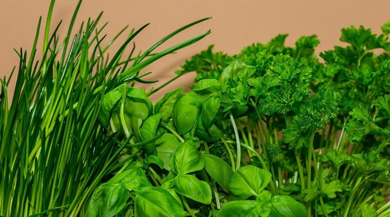 Herbal yang dapat membantu mengobati anemia