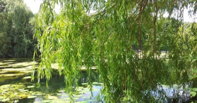 Alasan kulit pohon willow disebut sebagai aspirin alam