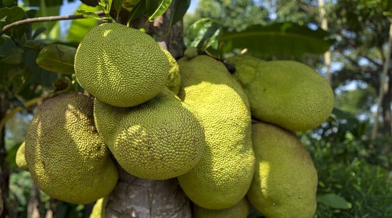 Razlogi, zakaj je Jackfruit dober za vas
