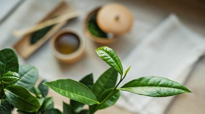 Therapeutische Vorteile von Teebaumöl bei erkranktem Zahnfleisch