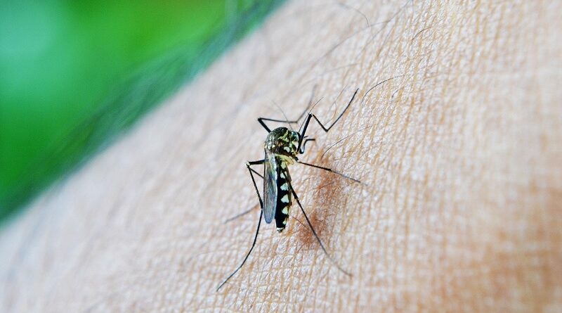 Traitement de la dengue et moyens de prévention